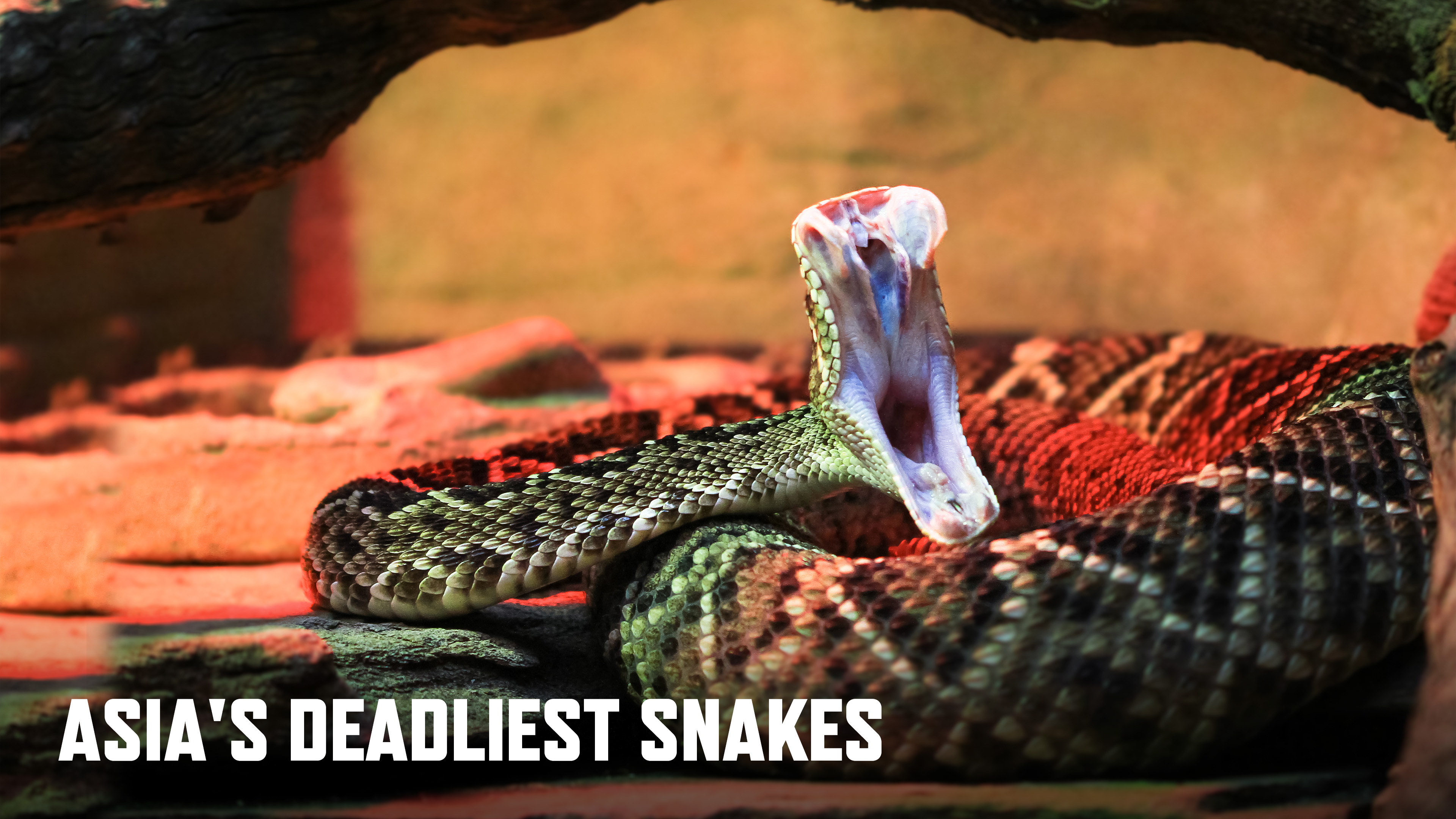 Asia's Deadliest Snakes