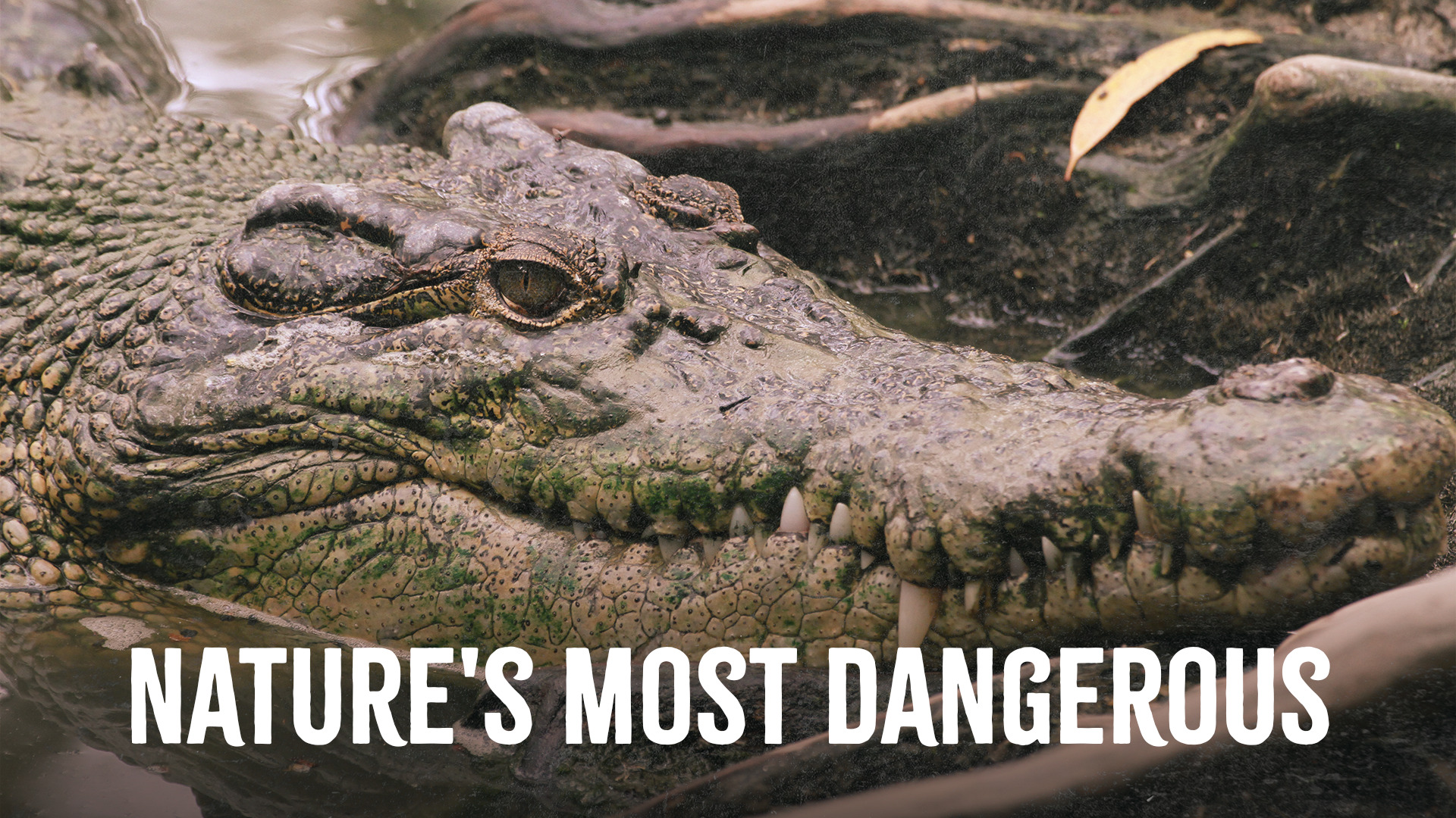 Nature's Most Dangerous