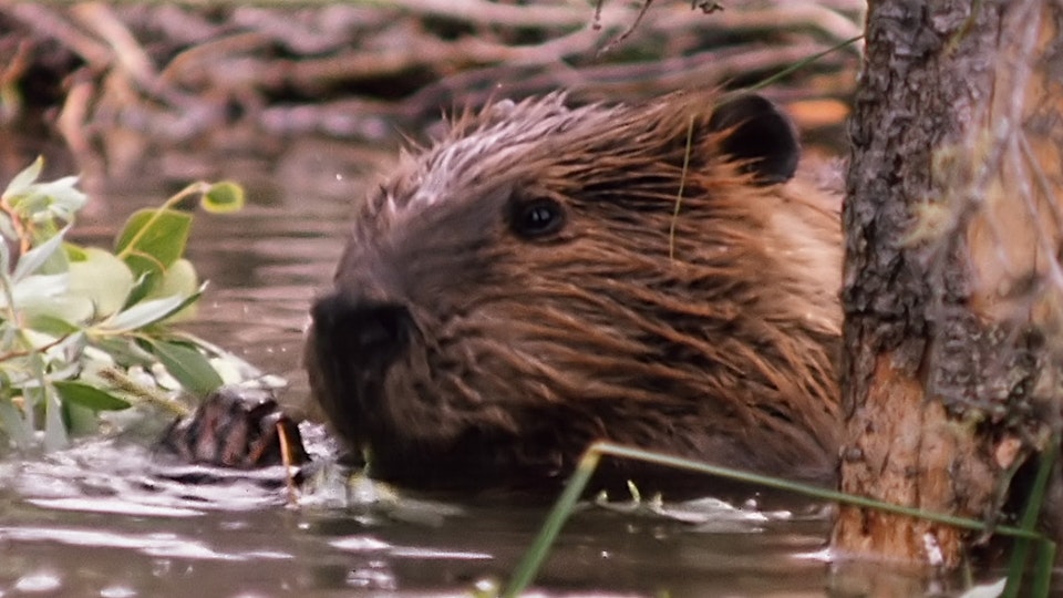 Tiere vor der Kamera