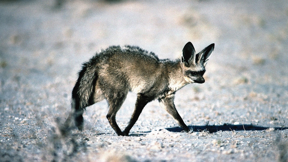 Namibias Löffelhunde – Lebenskünstler der Wüste