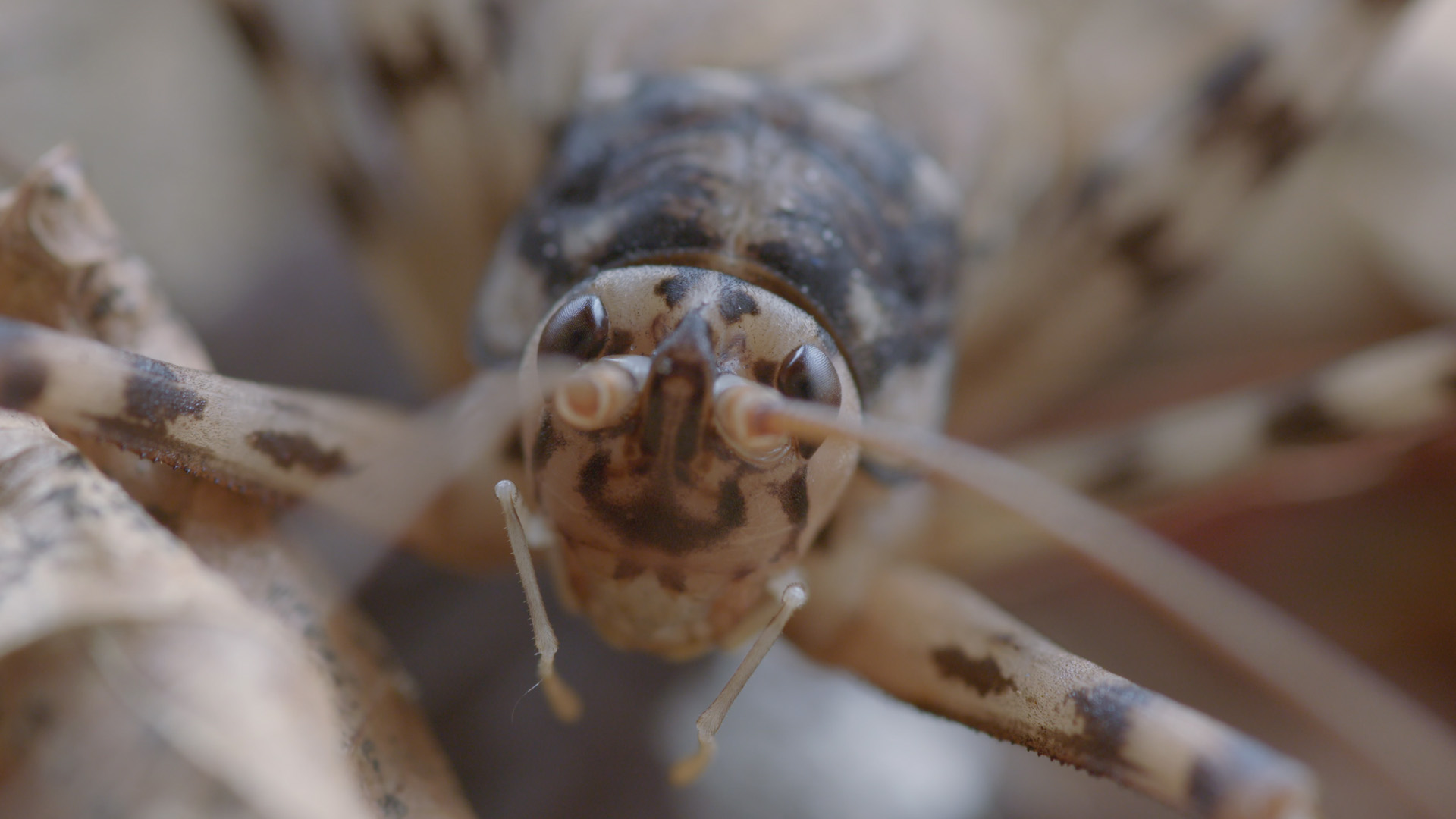 Land der Löwenrudel