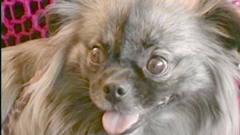 El encantador de perros