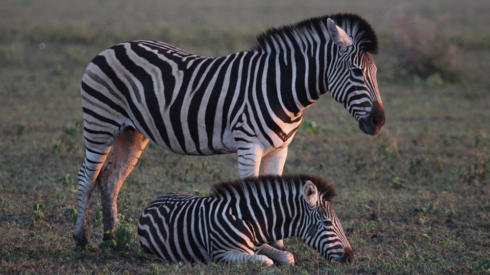 Zurück zur Wildnis – Das Madikwe Wildreservat in Südafrika