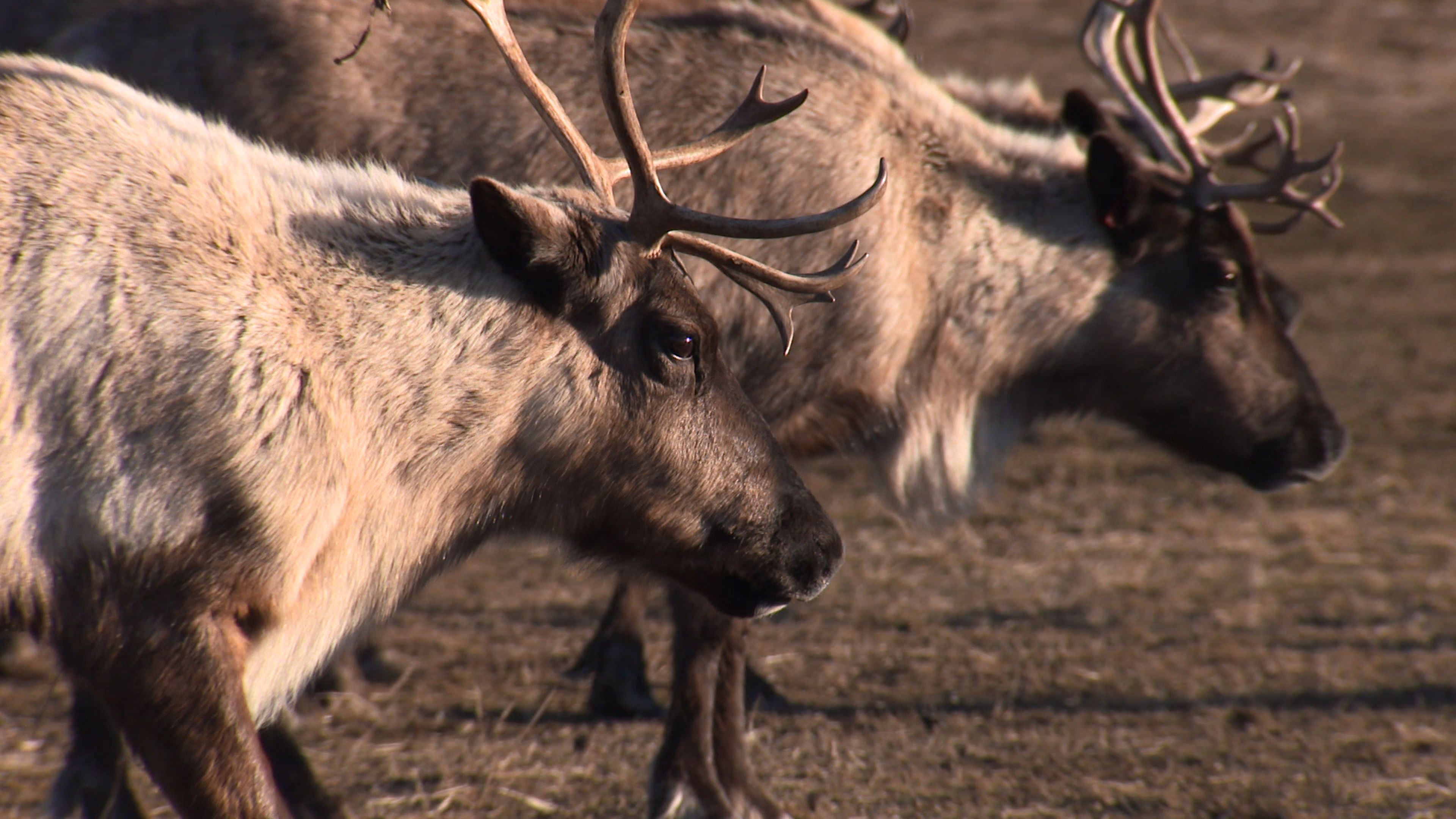 World's Wildest City: Anchorage