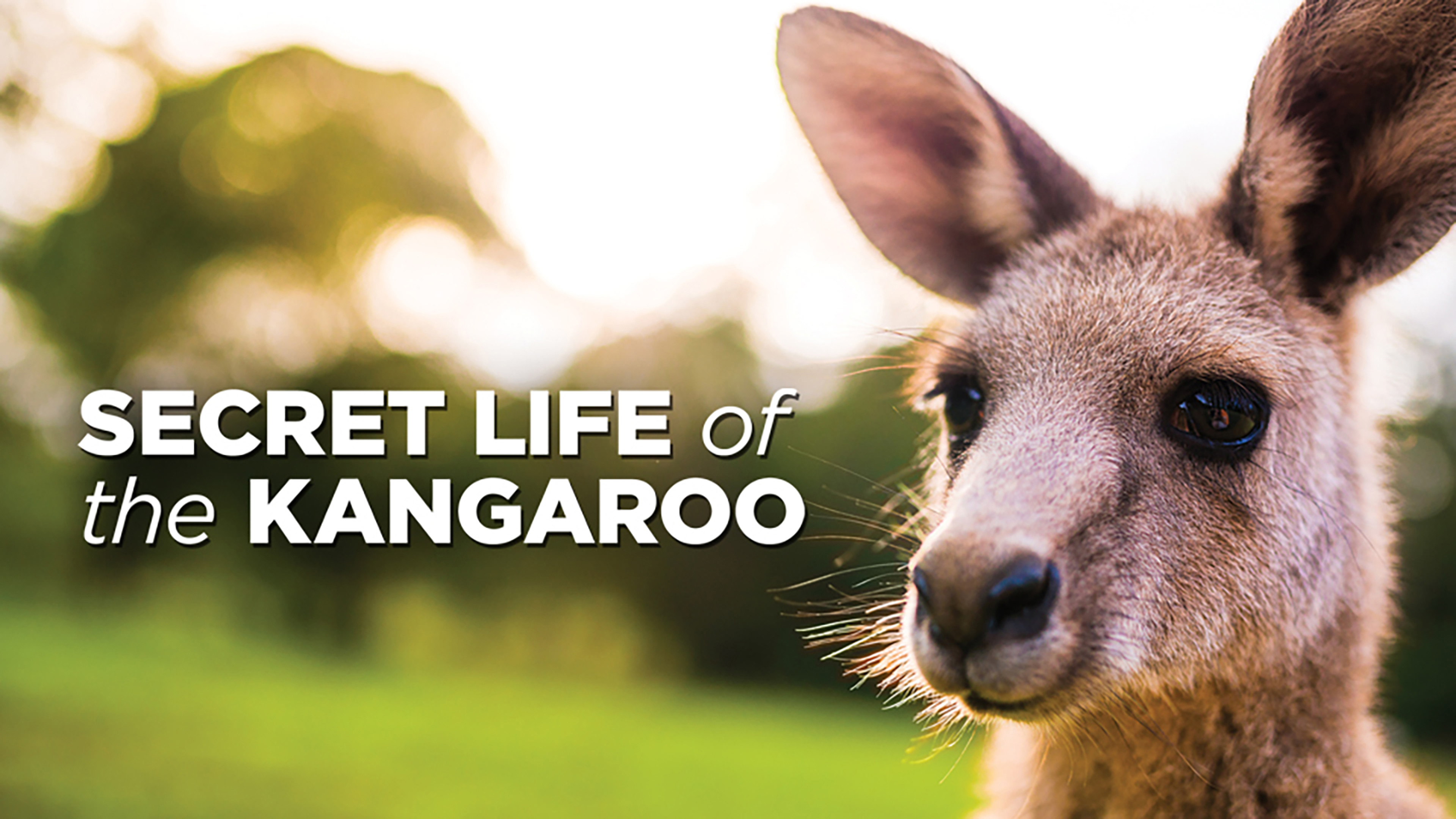 Secret Life of the Kangaroo