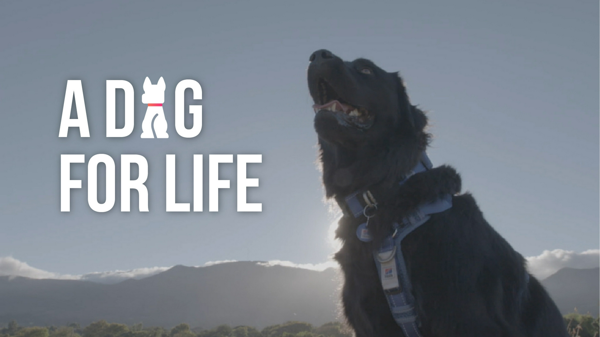 A Dog For Life