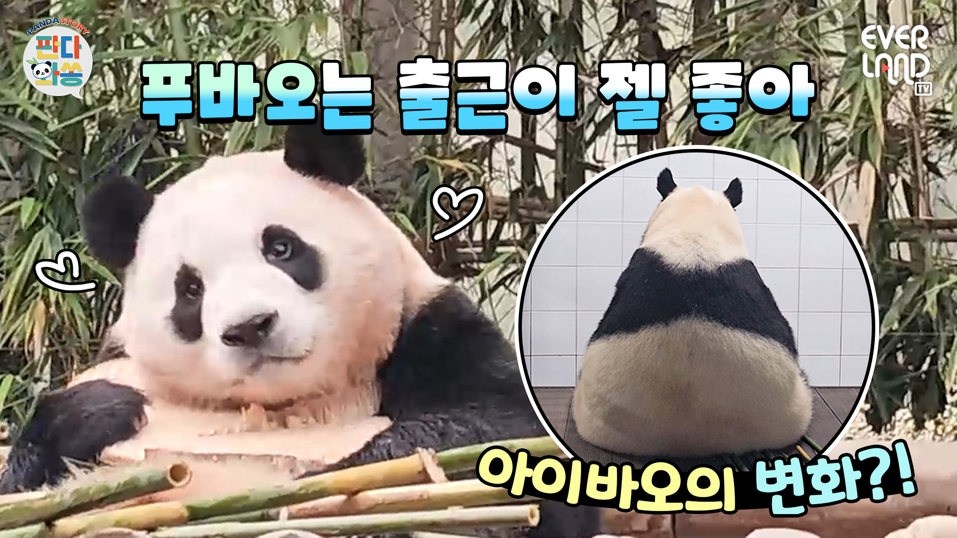 올해 첫 땡땡이(?)친 판다월드 푸바오 비하인드 113회
