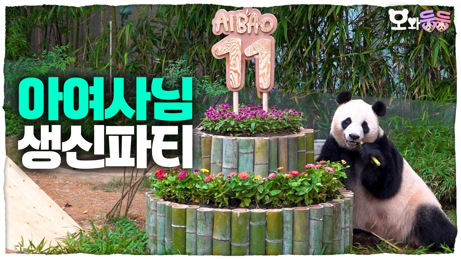 사랑이의 11번째 생일♥ 불꽃효녀 루후의 범상치 않은 축하와 함께한 아이바오