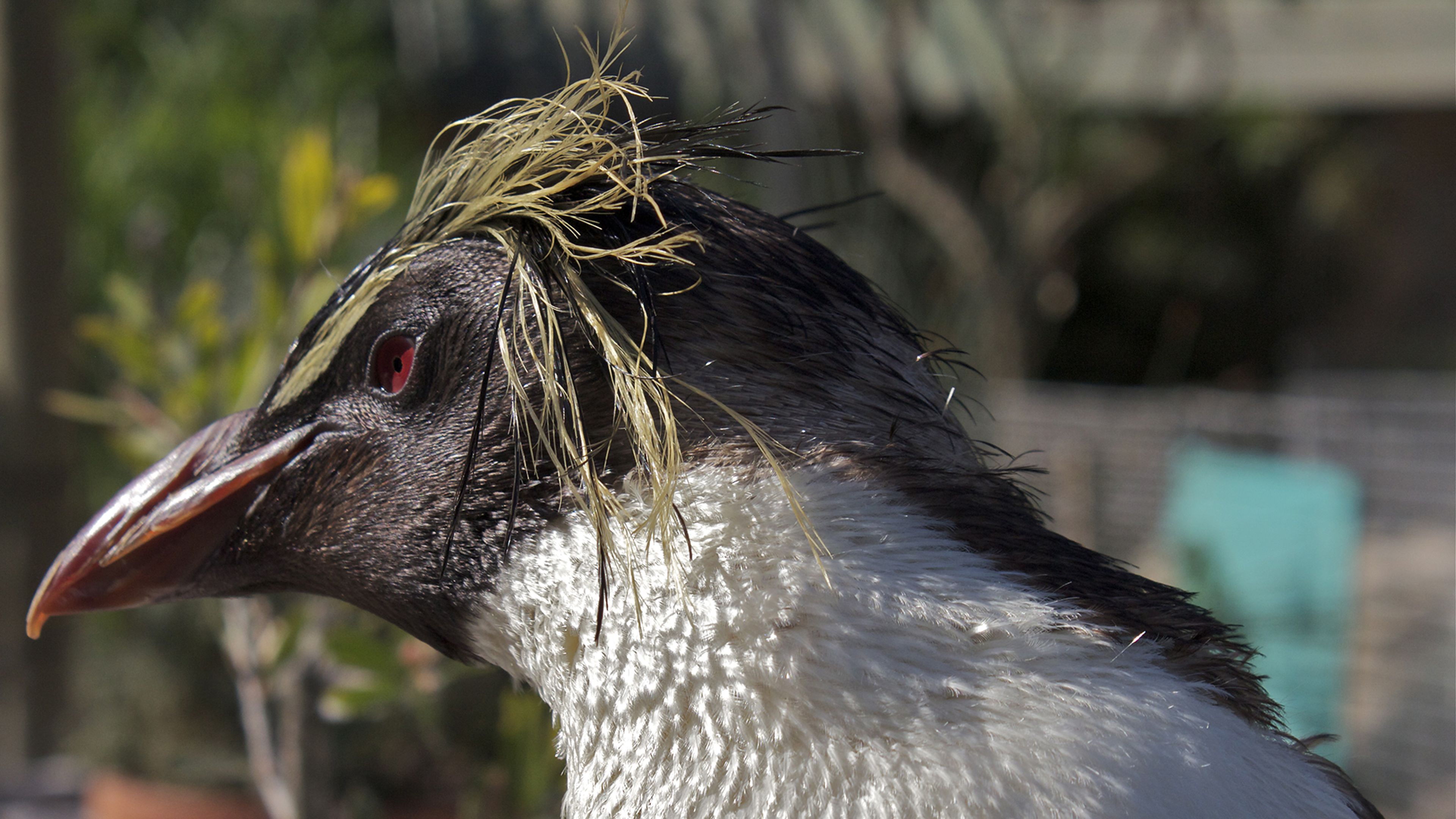 The Great Penguin Rescue