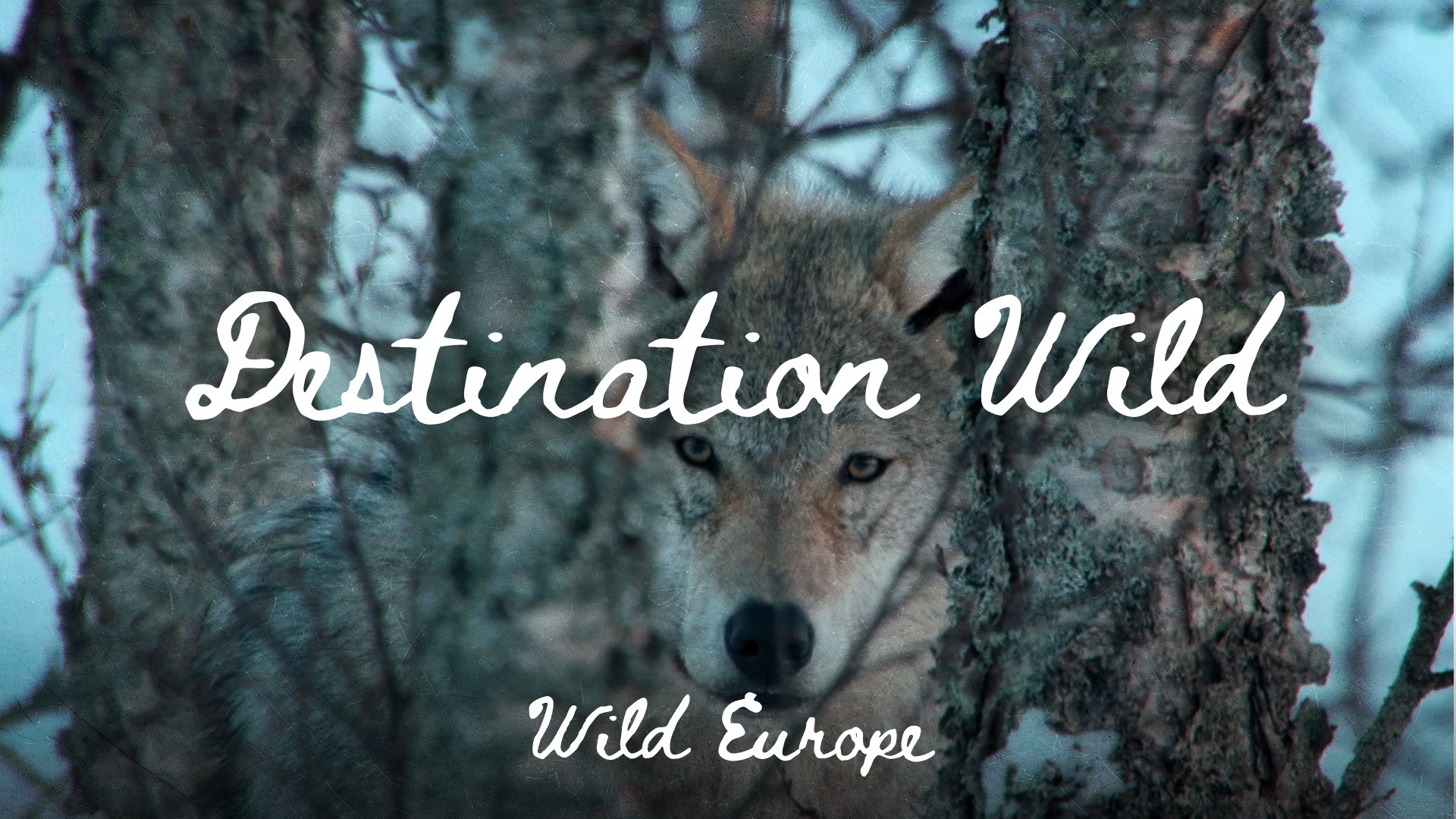 Wild Europe