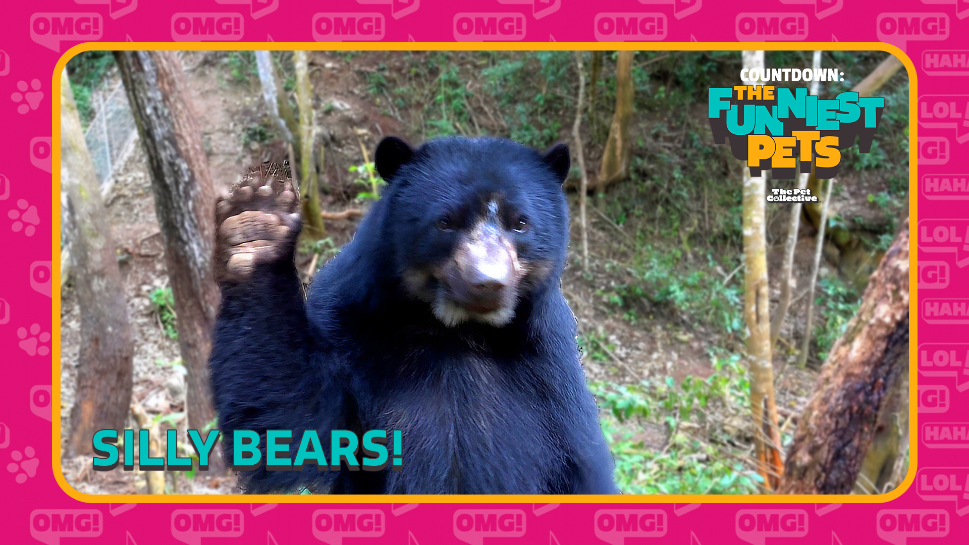 Countdown: The Funniest Pets