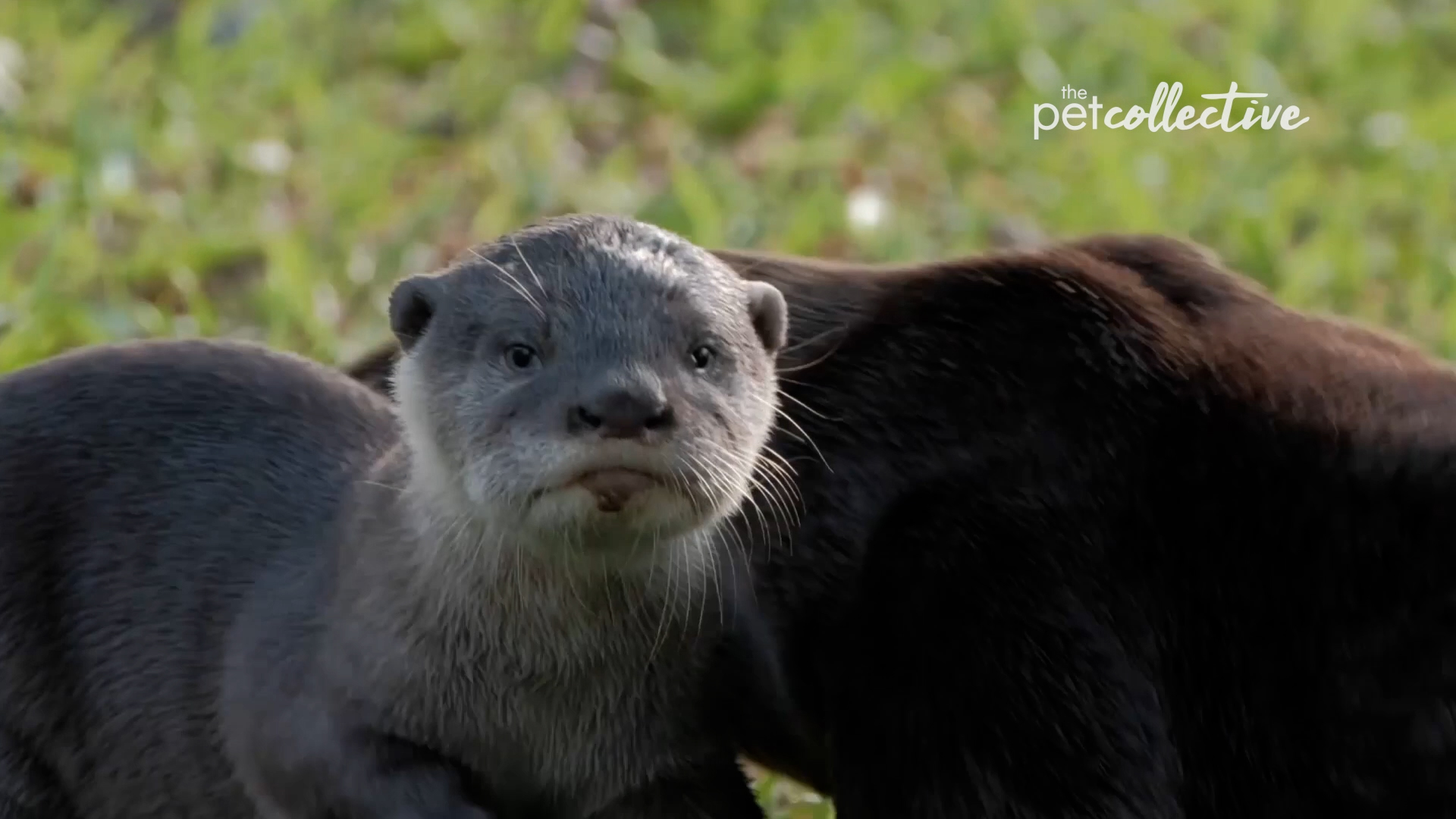 Best Pets of the Month