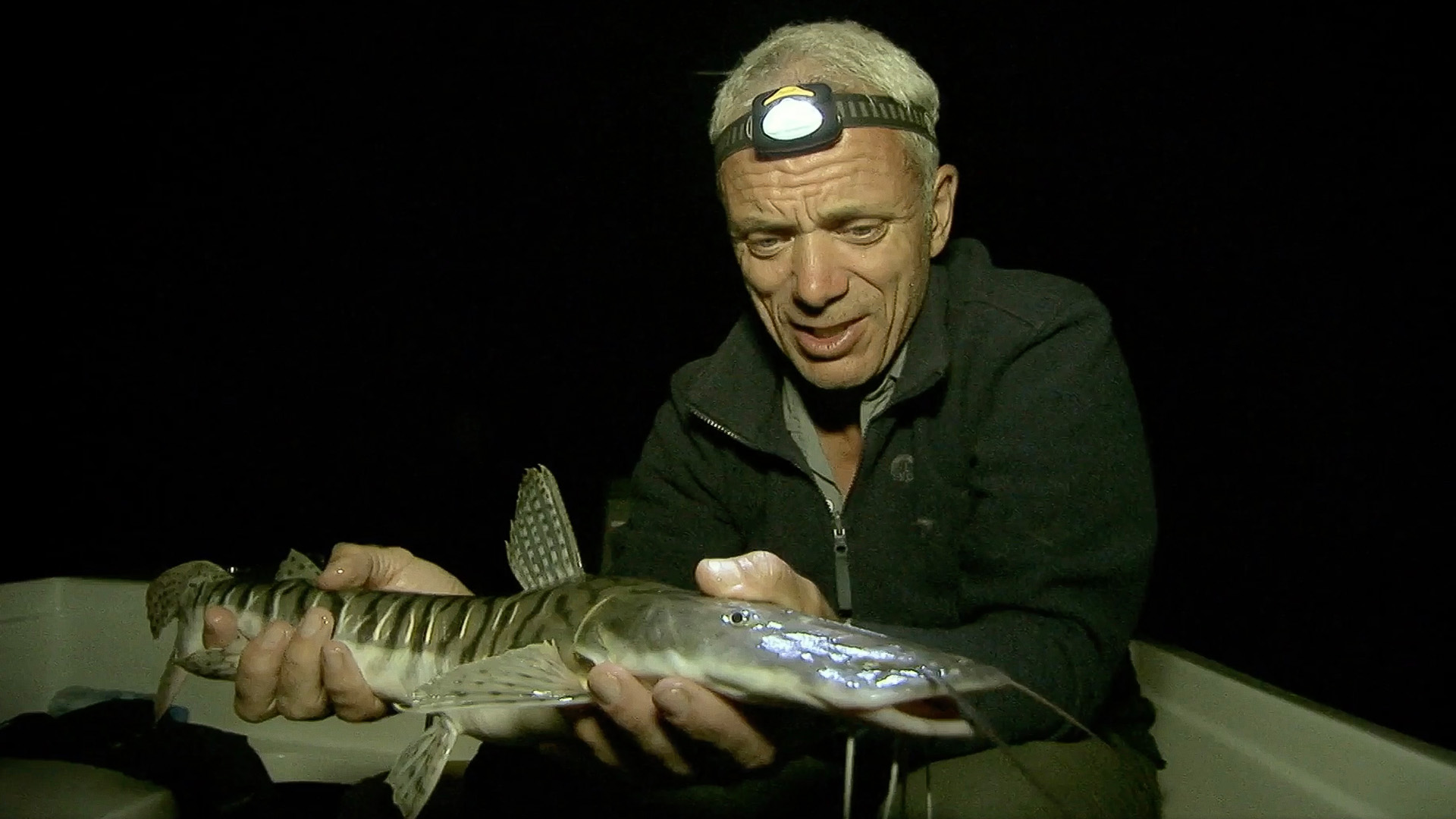 Der argentinische Süßwasserstechrochen