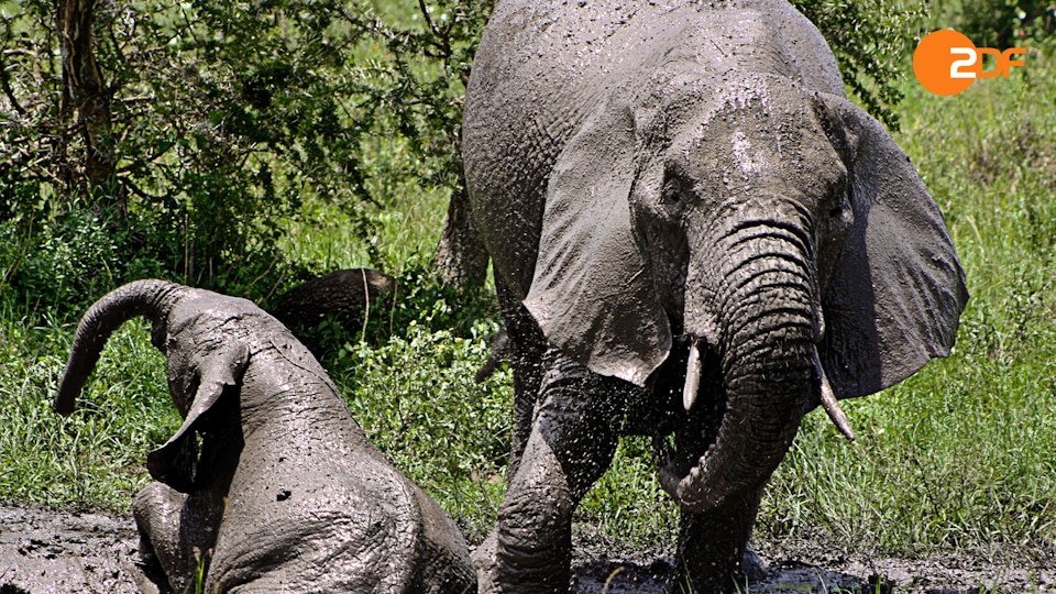 Wilde Überlebenskünstler – Wie Tiere sich herausputzen
