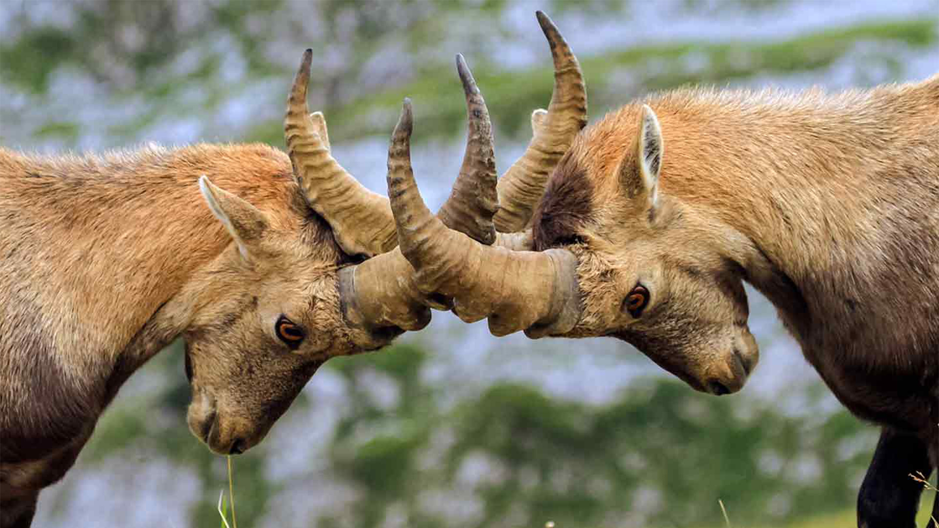 Battle of the Alphas