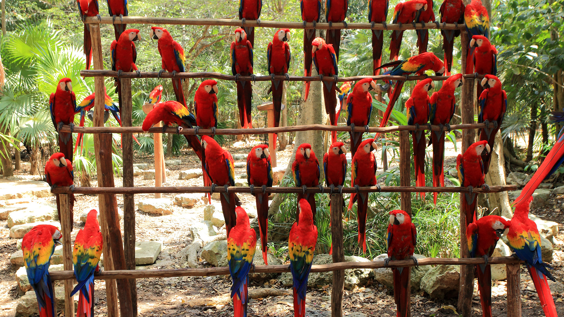 Planet der Papageien