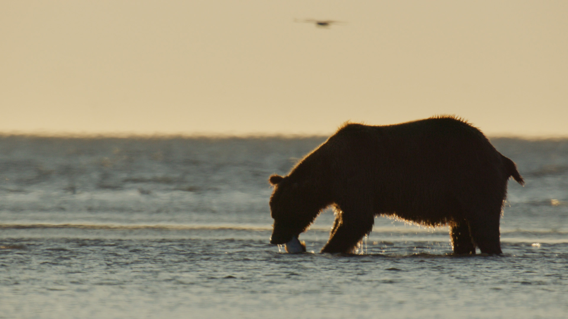 Hungry Games: Alaska's Big Bear Challenge