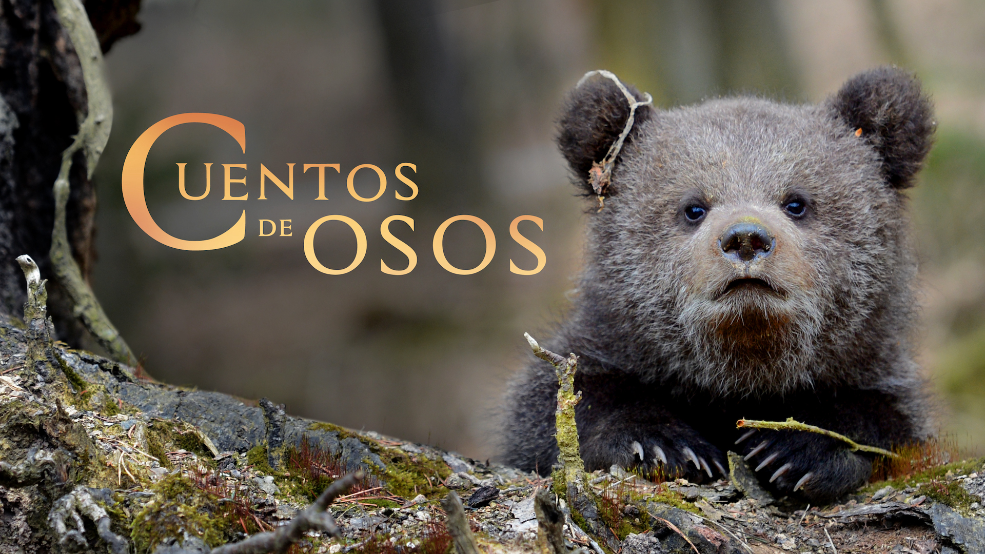 Cuentos de osos
