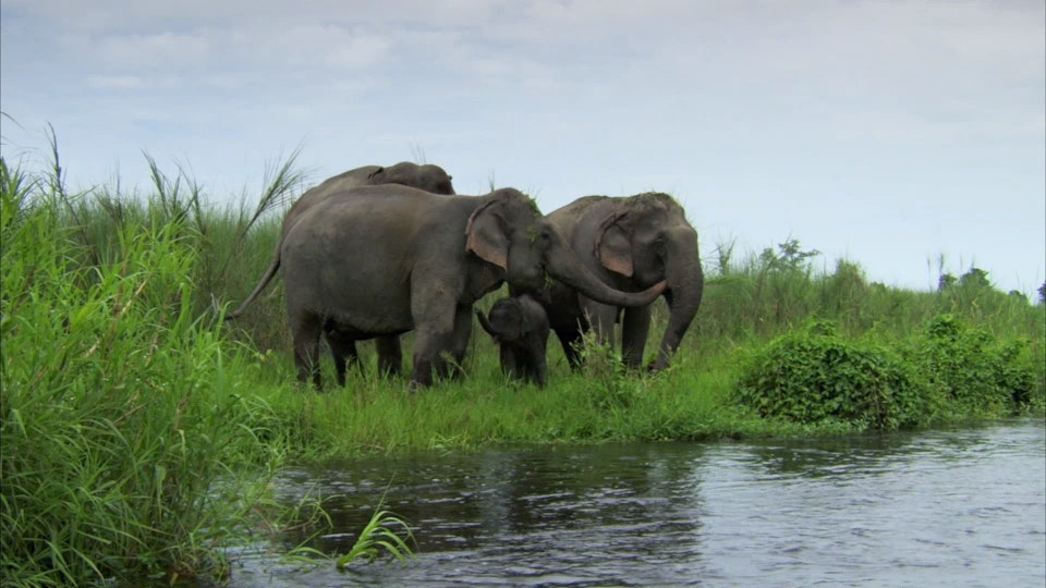 Wildest India: Indias Lost World