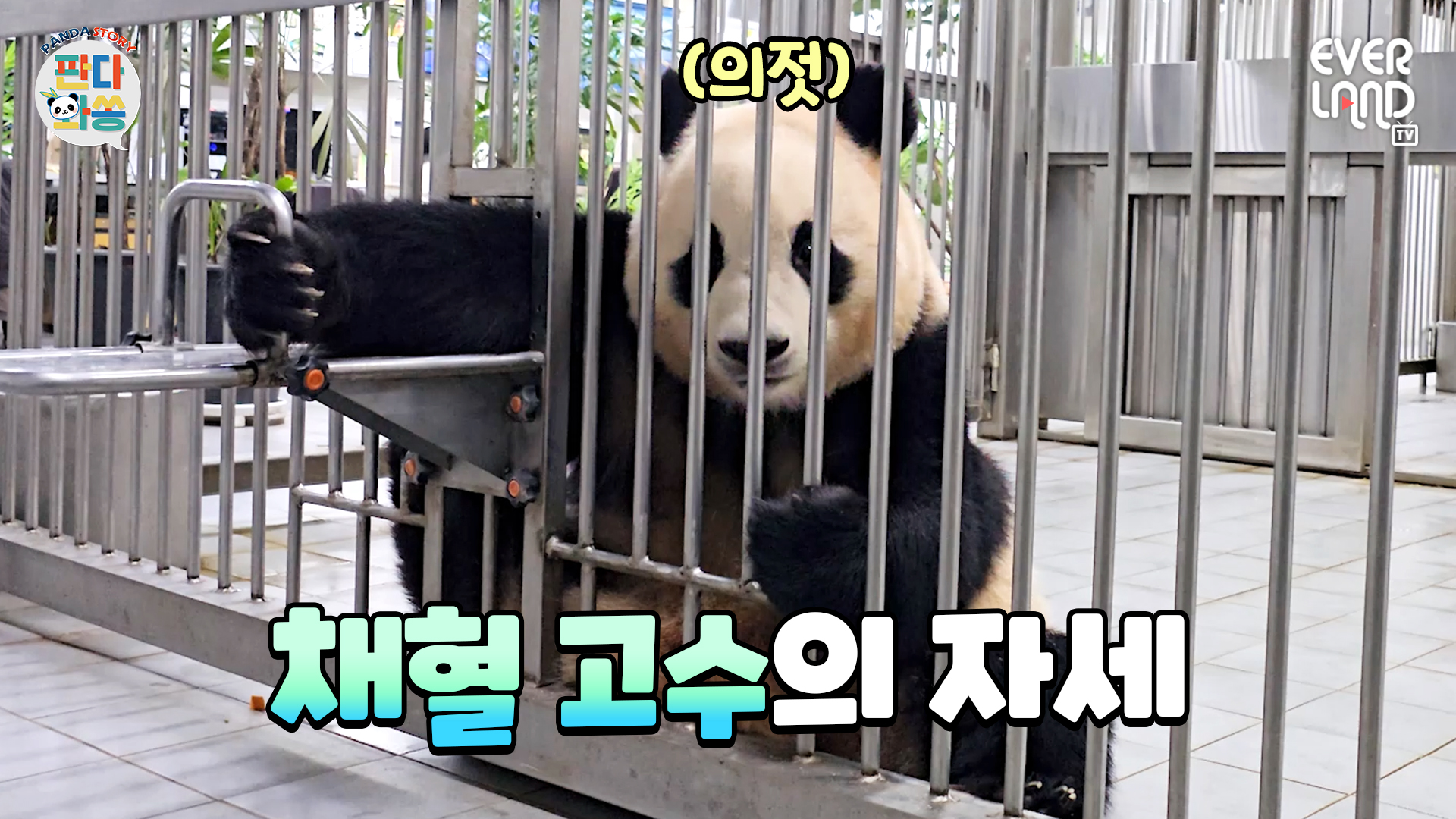 푸바오 채혈하고 쪼꼬파이 받았어요! 106회