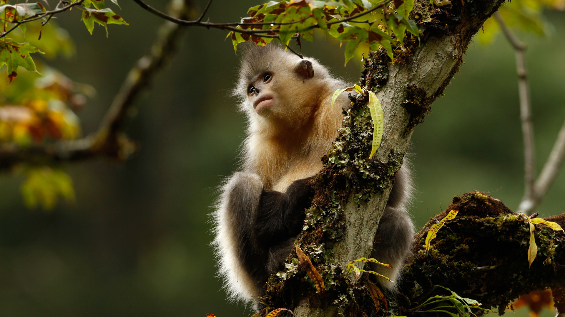 Die Zauberwesen von Shangri-La