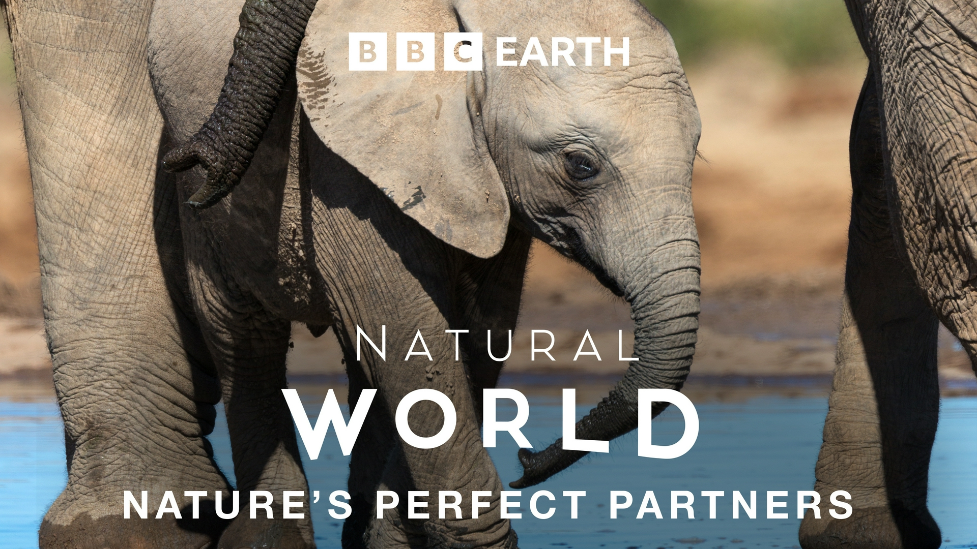 Faucon blanc Loup blanc Les partenaires parfaits de la nature