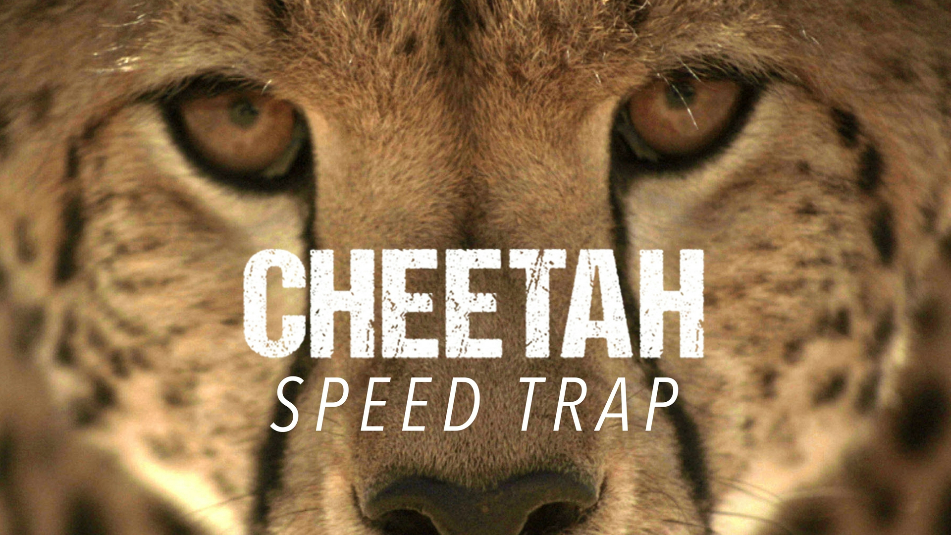 Cheetah Speed Trap