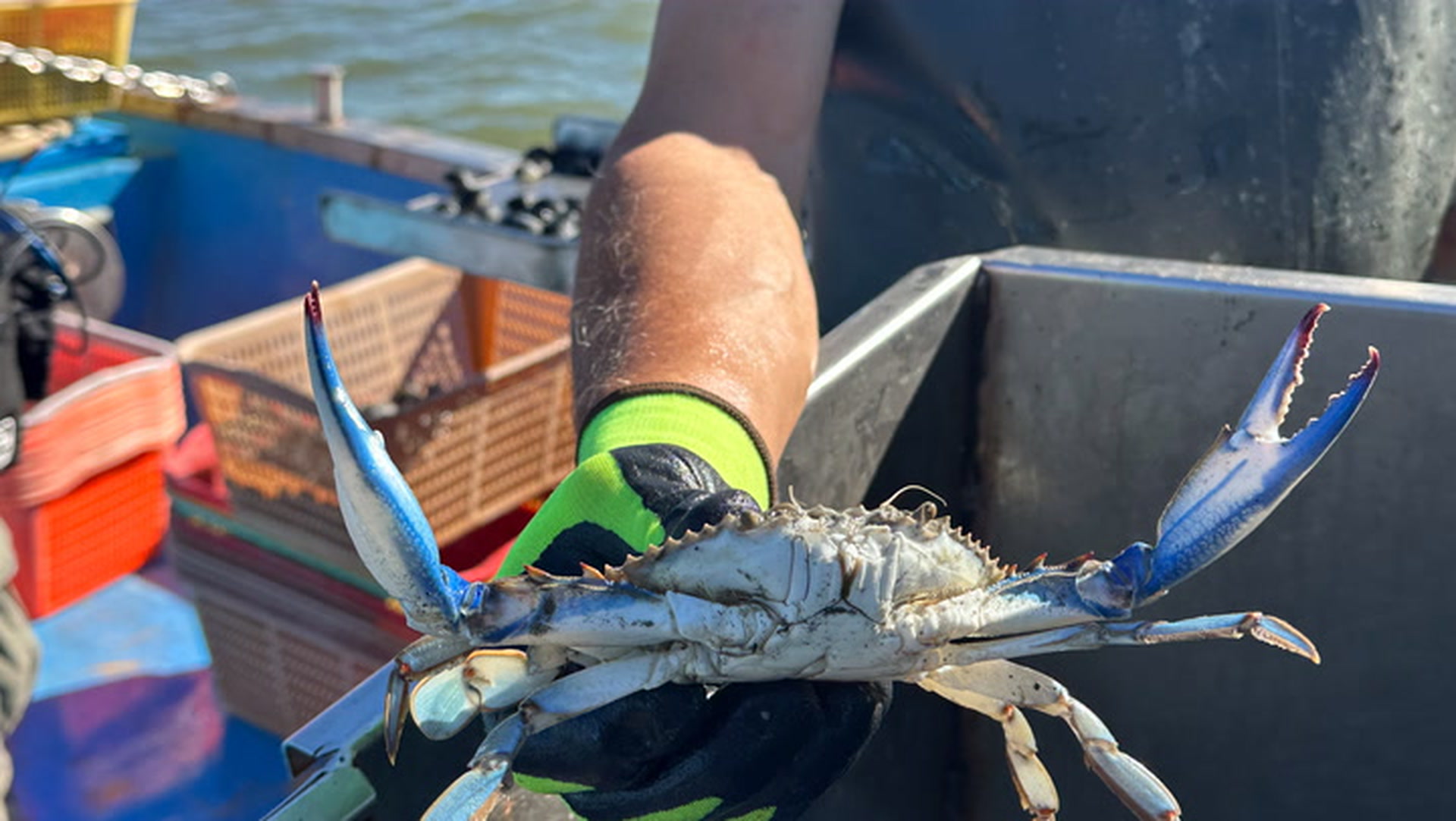 Blaukrabben-Alarm an der Adria: Hat der invasive Eindringling das Potenzial zur Delikatesse?