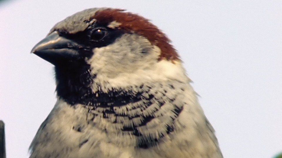 Tiere vor der Kamera