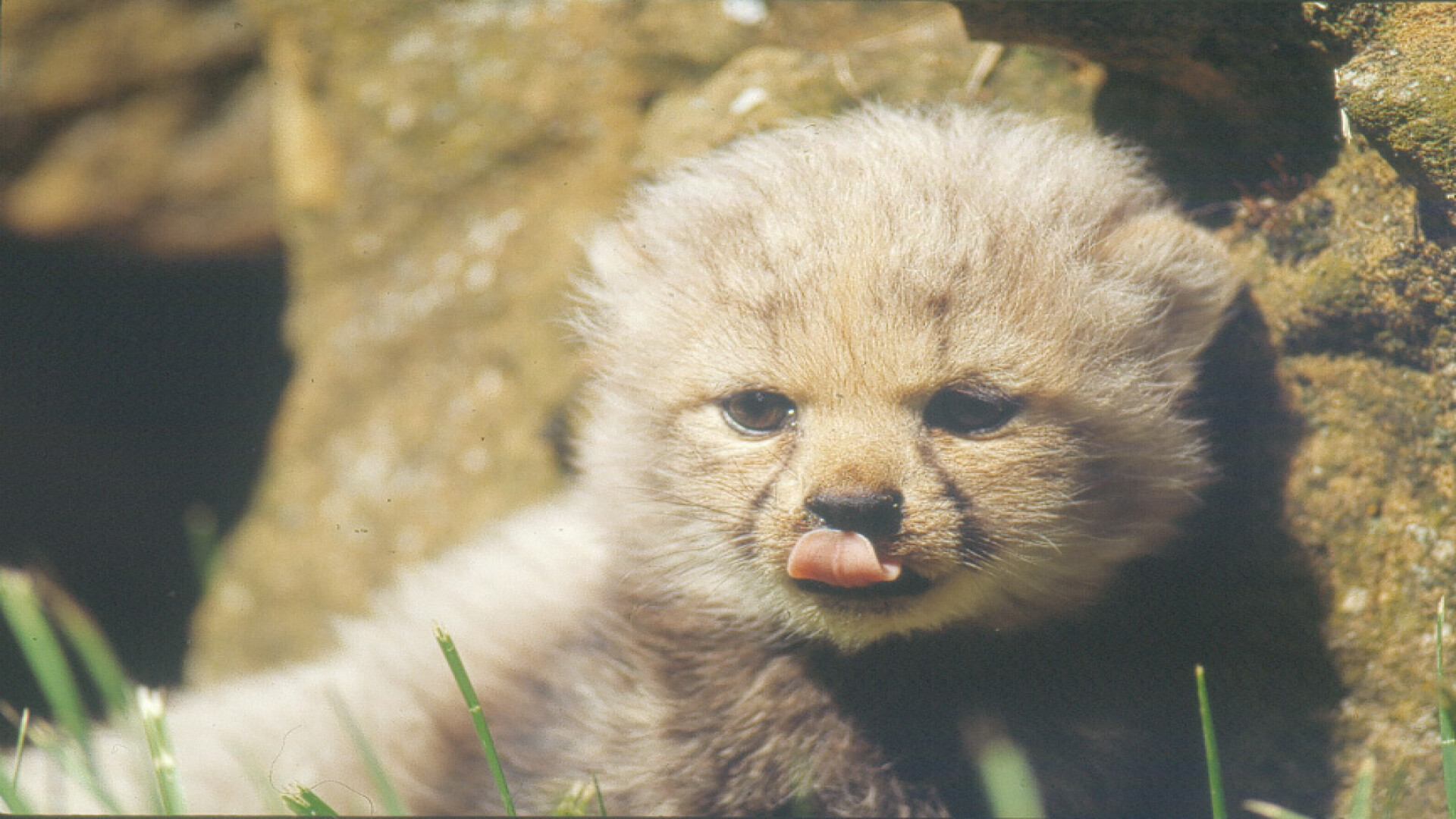 Une année au zoo de Doué : Étroite surveillance