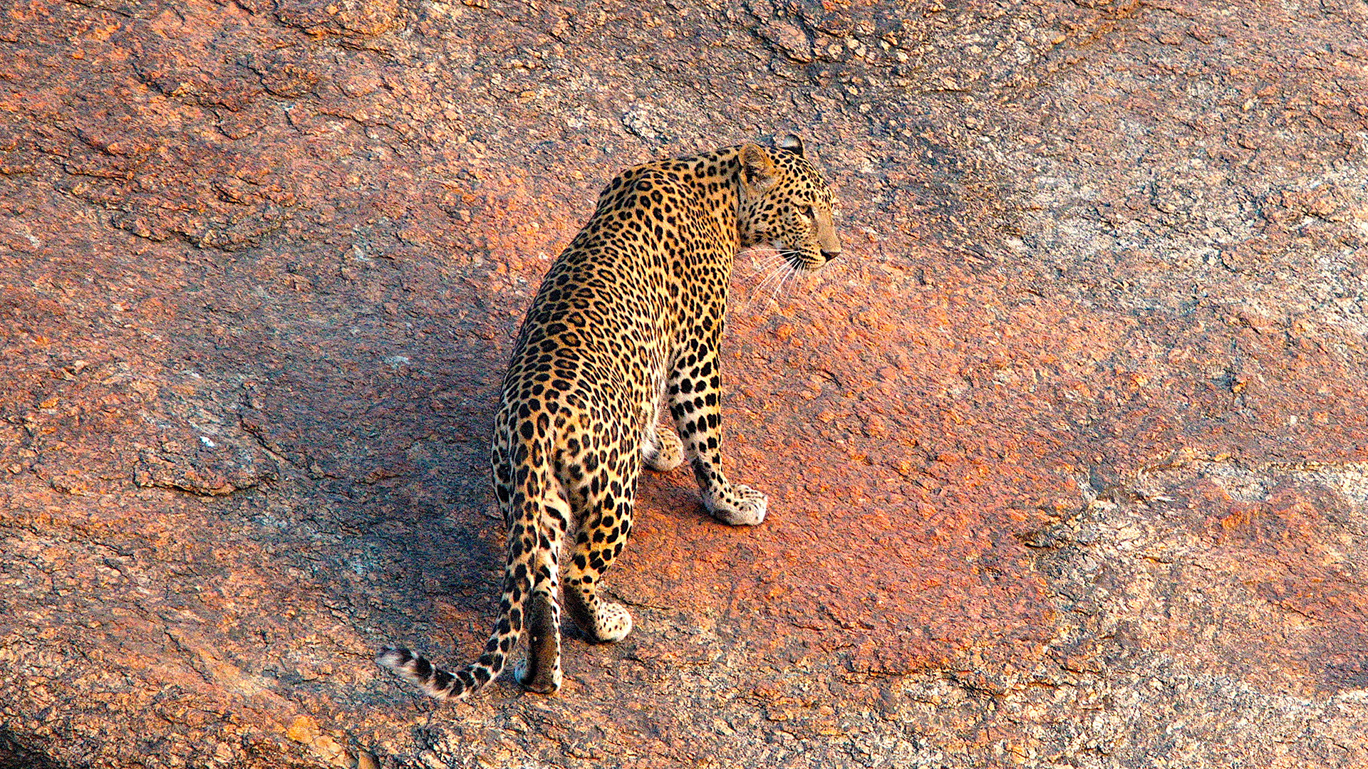 Der Fels der Leoparden