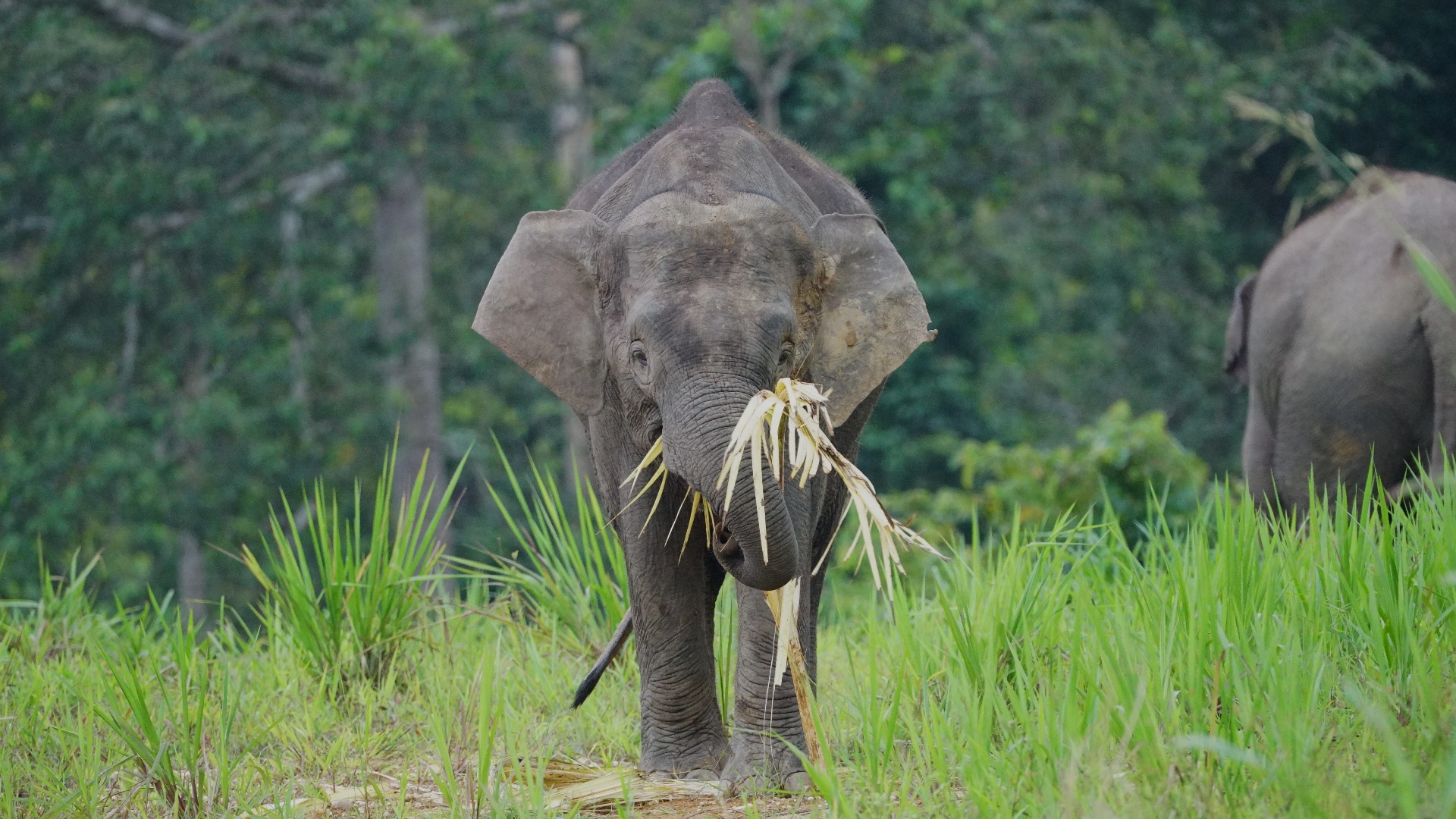 Gli Elefanti Selvaggi del Borneo