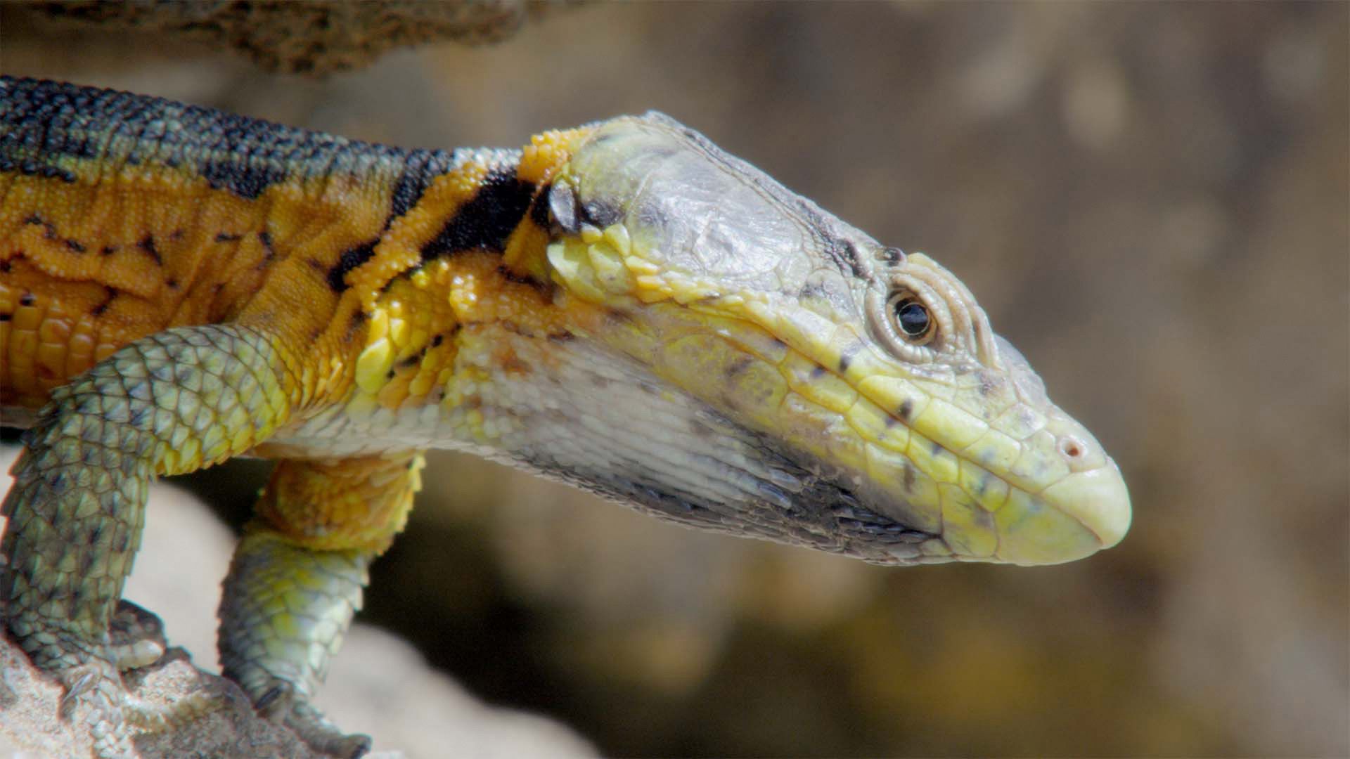 Außergewöhnliche Reptilien