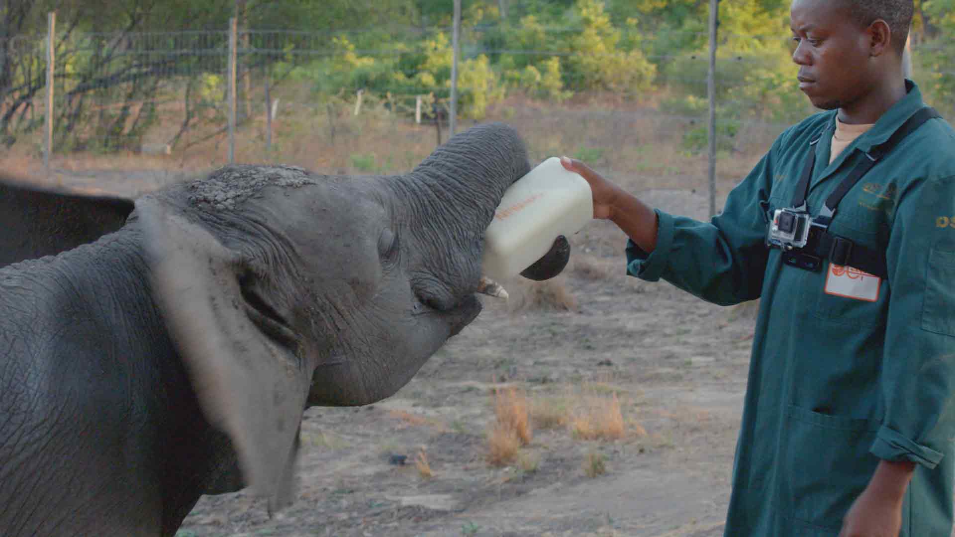 Die Herde in Camp Phoenix