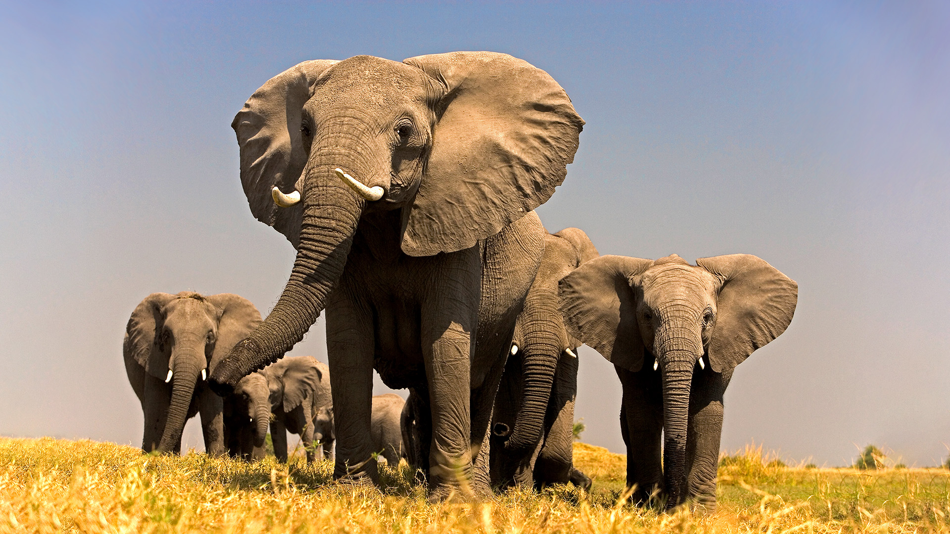 Der Geist der grauen Riesen