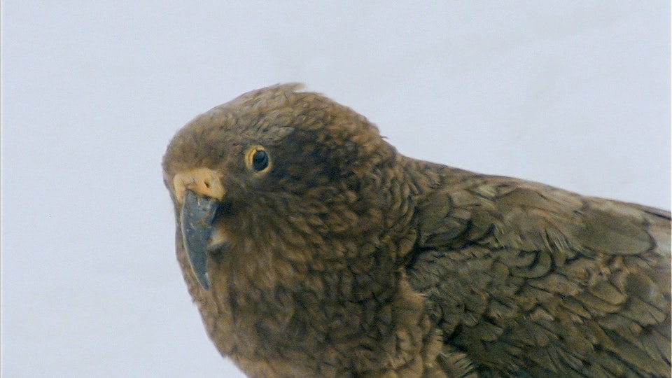 Tiere vor der Kamera