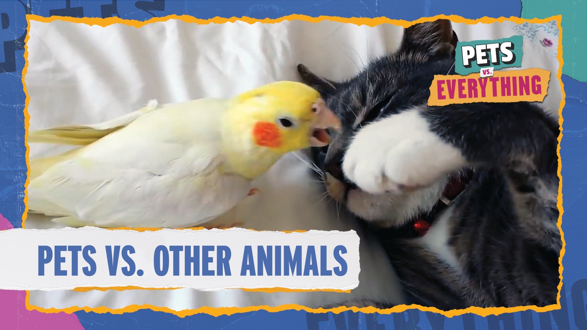 Pets VS. Everything | Pets VS. Other Animals