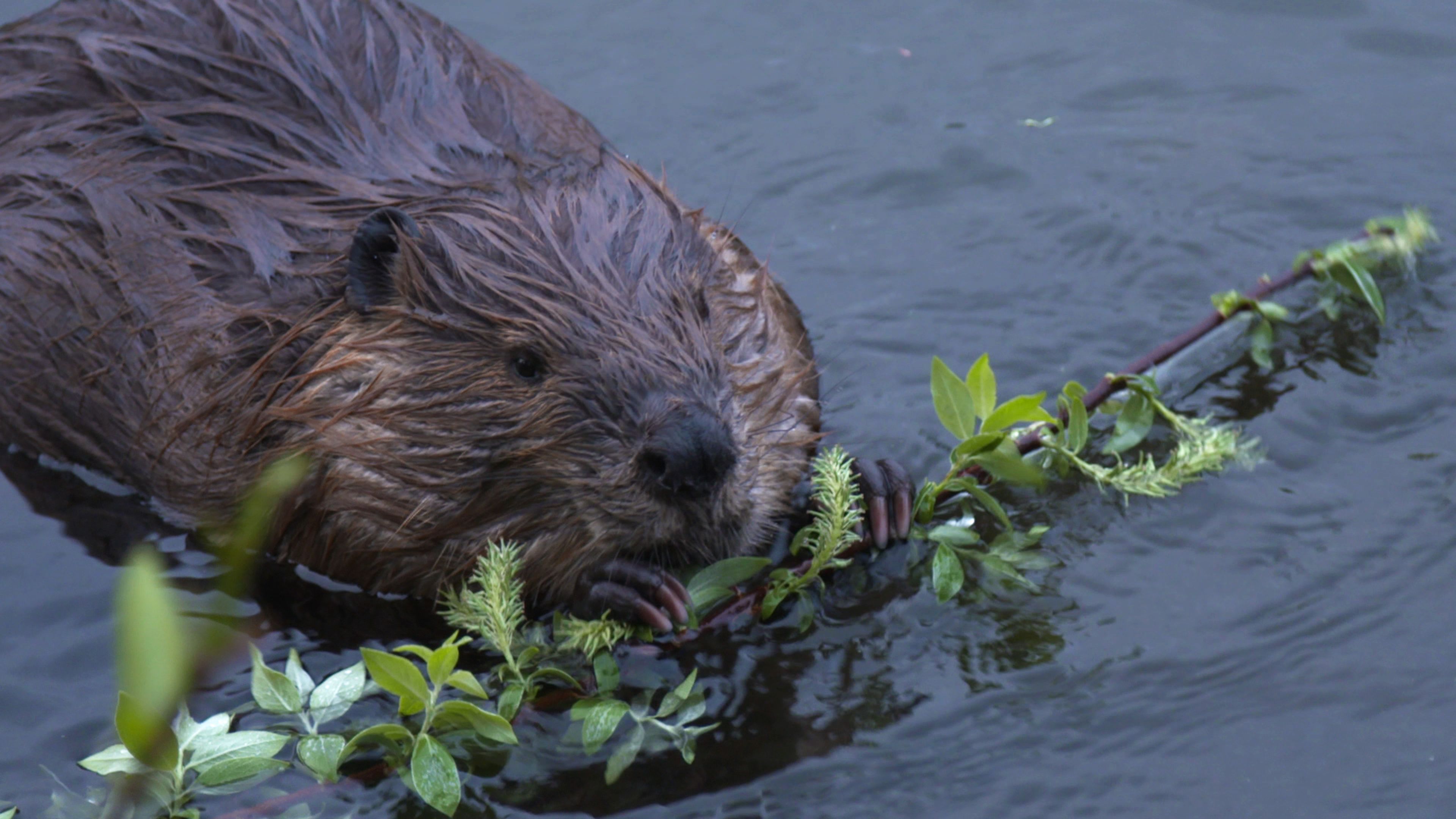 World's Wildest City: Anchorage