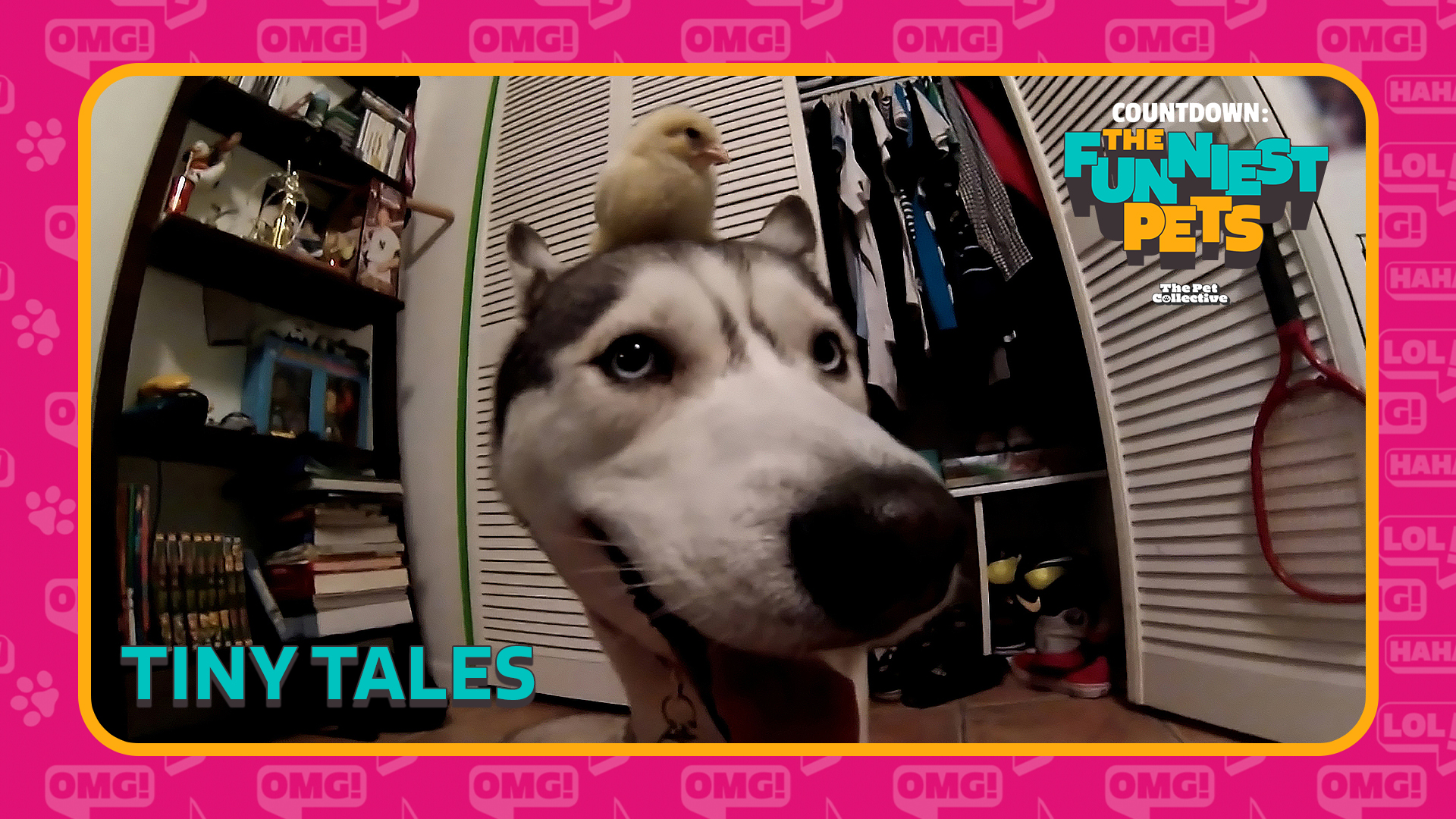 Countdown: The Funniest Pets