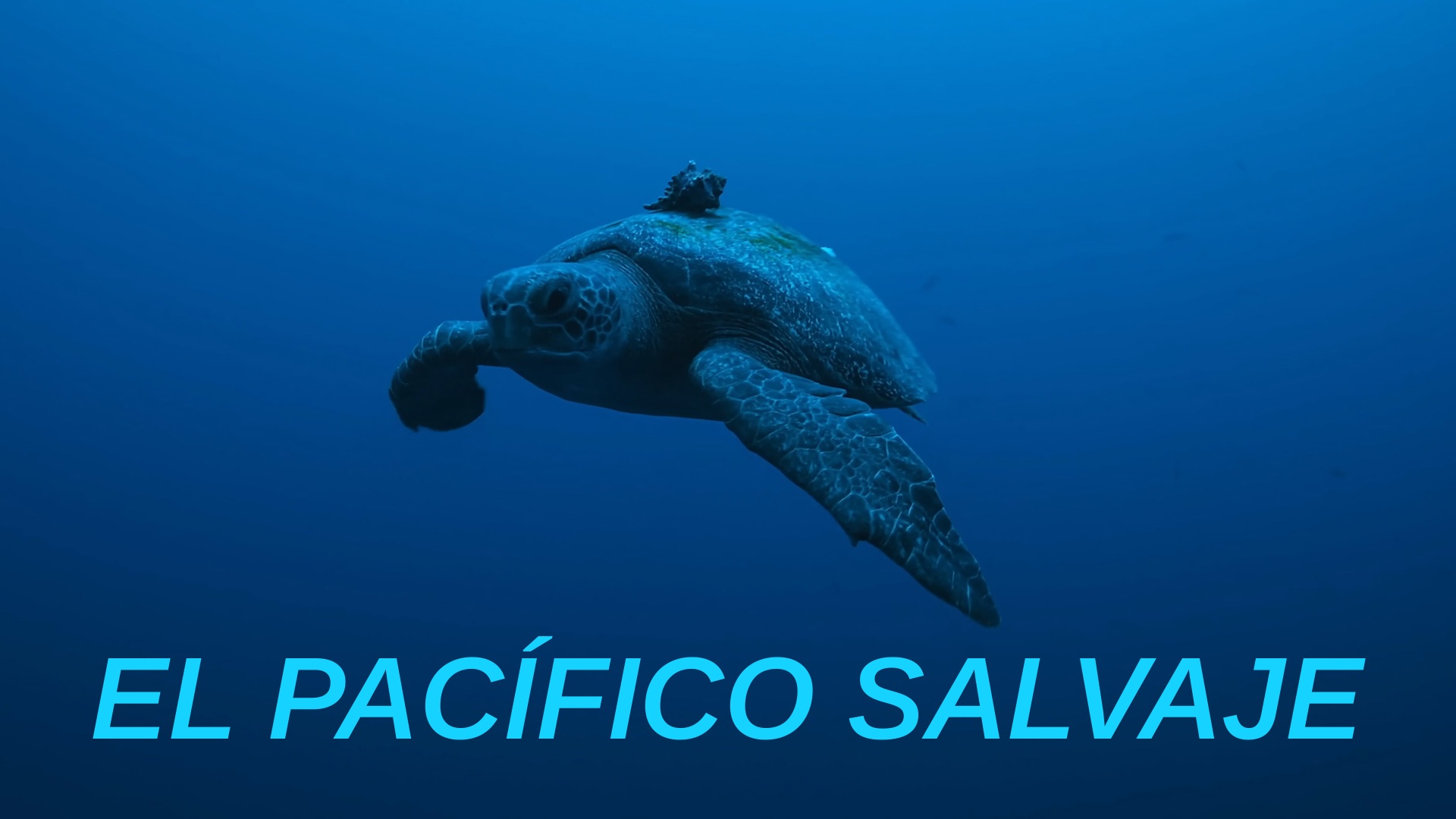 El Pacífico salvaje