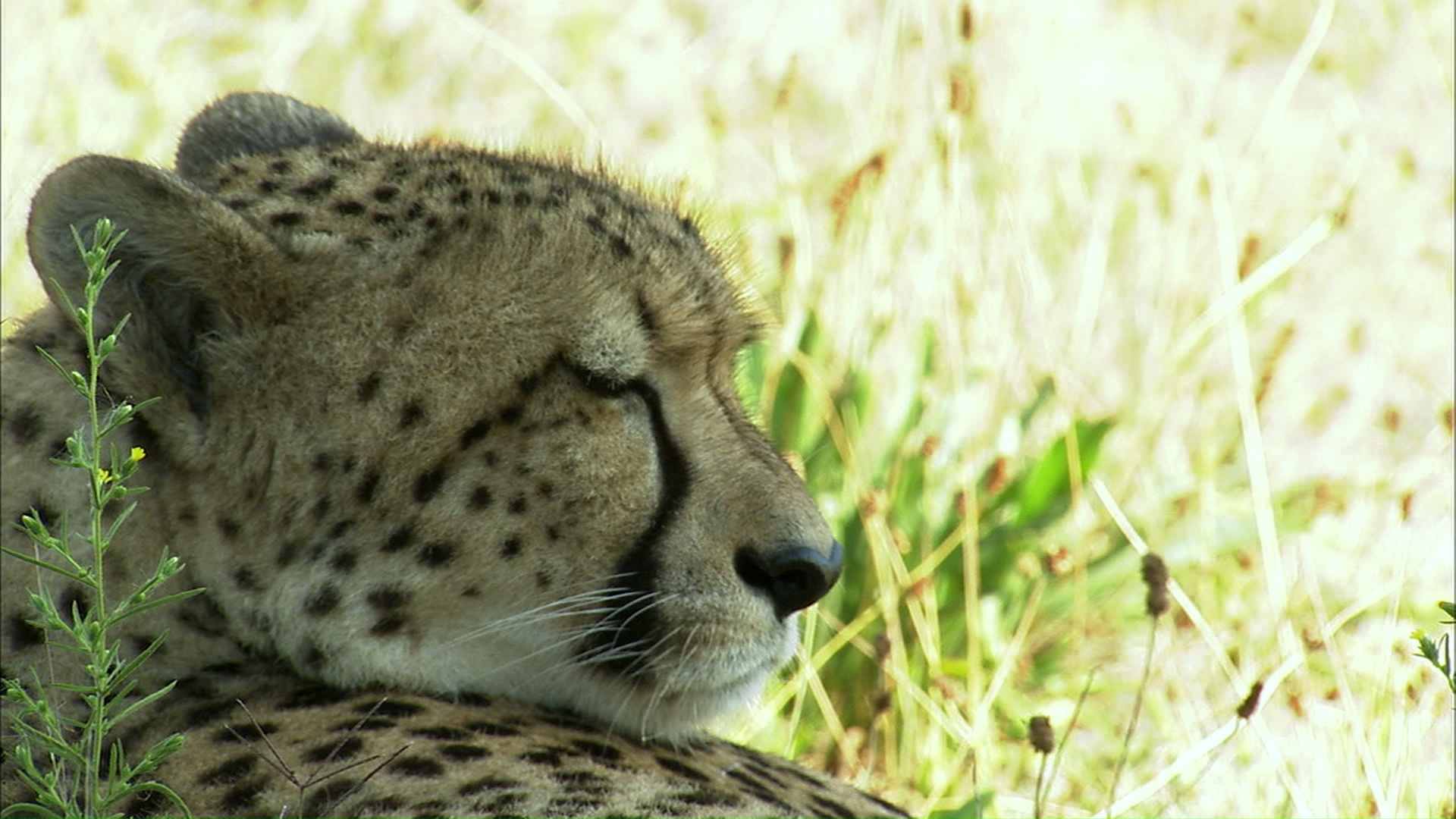 Cheetah Diaries
