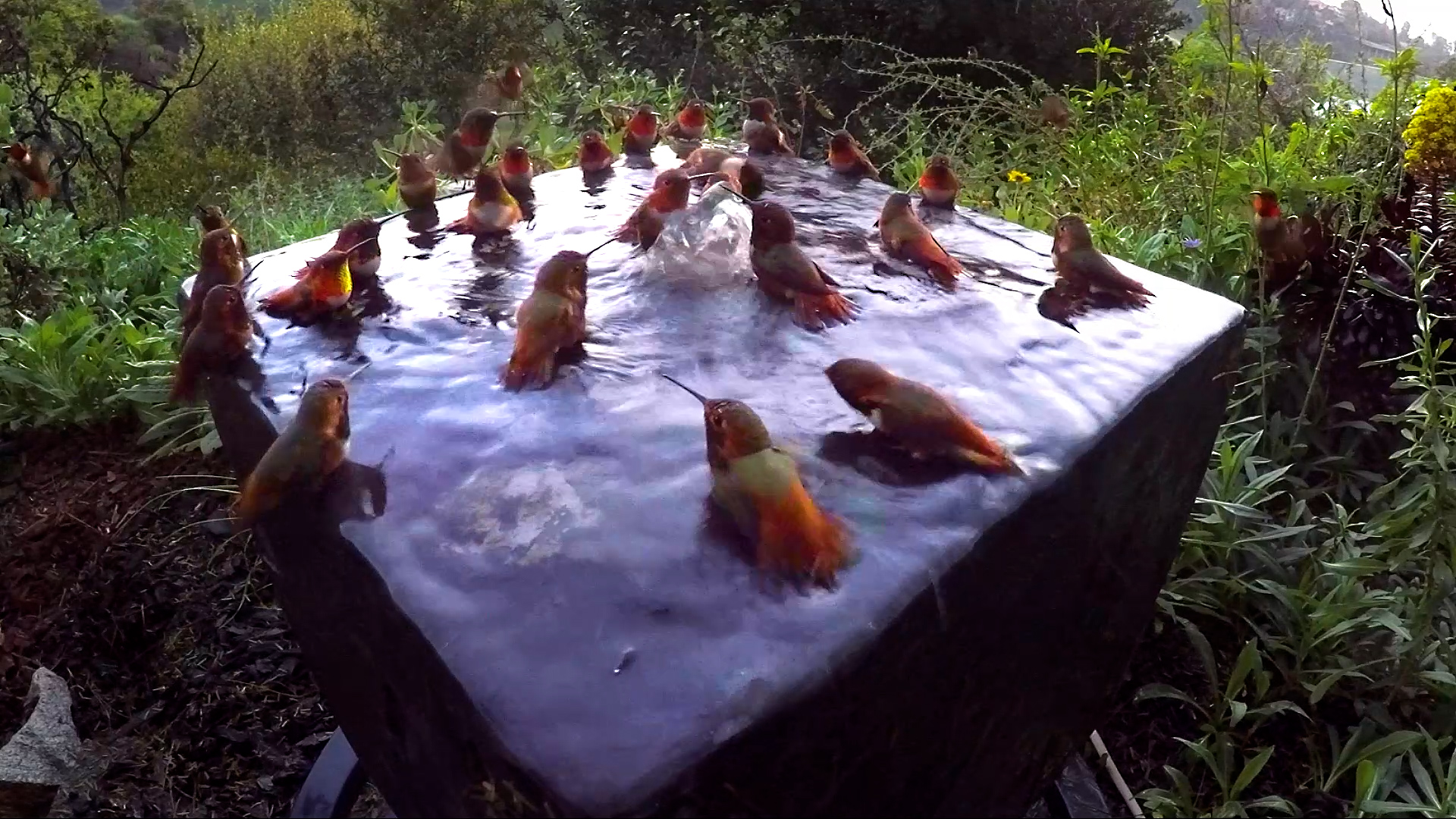 Best Pets of the Month