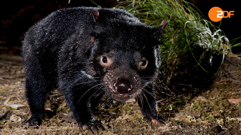 Tasmaniens Beuteltiere – Teufel ohne Zukunft?