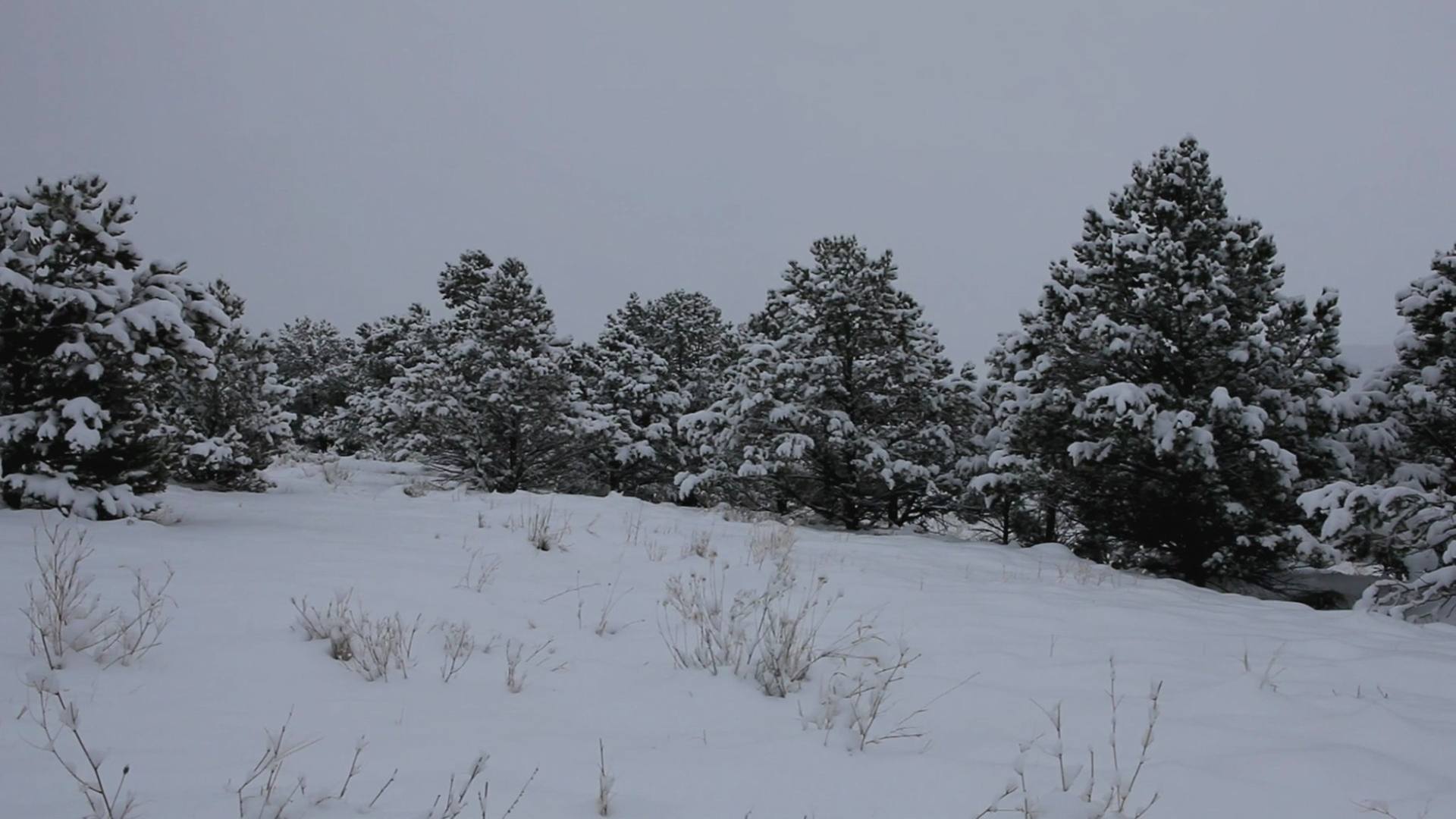 Winter Wonderland (Music)