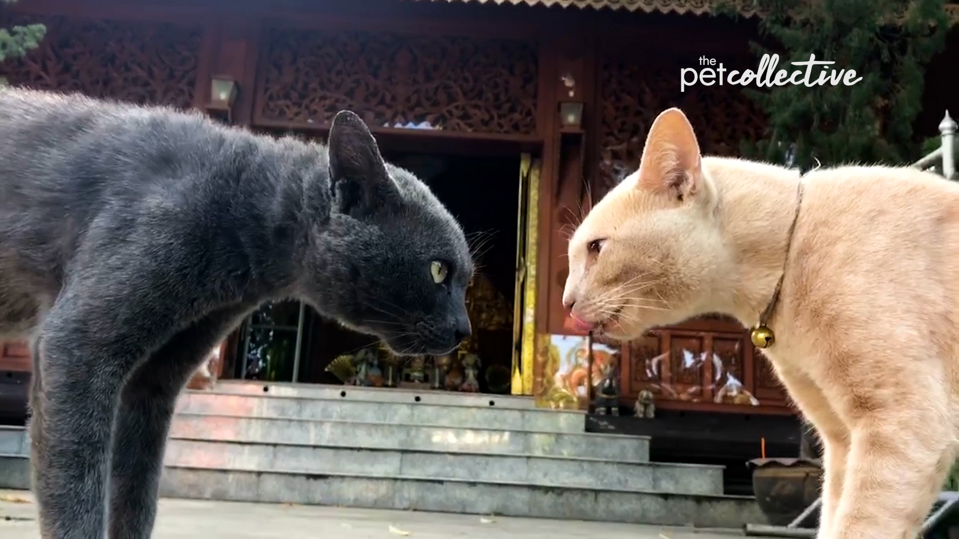 Best Pets of the Month