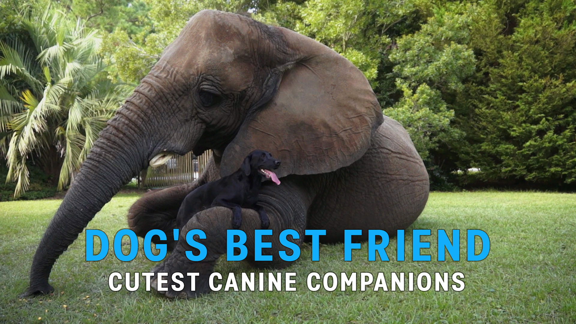 Dog's Best Friend: Cutest Canine Companions