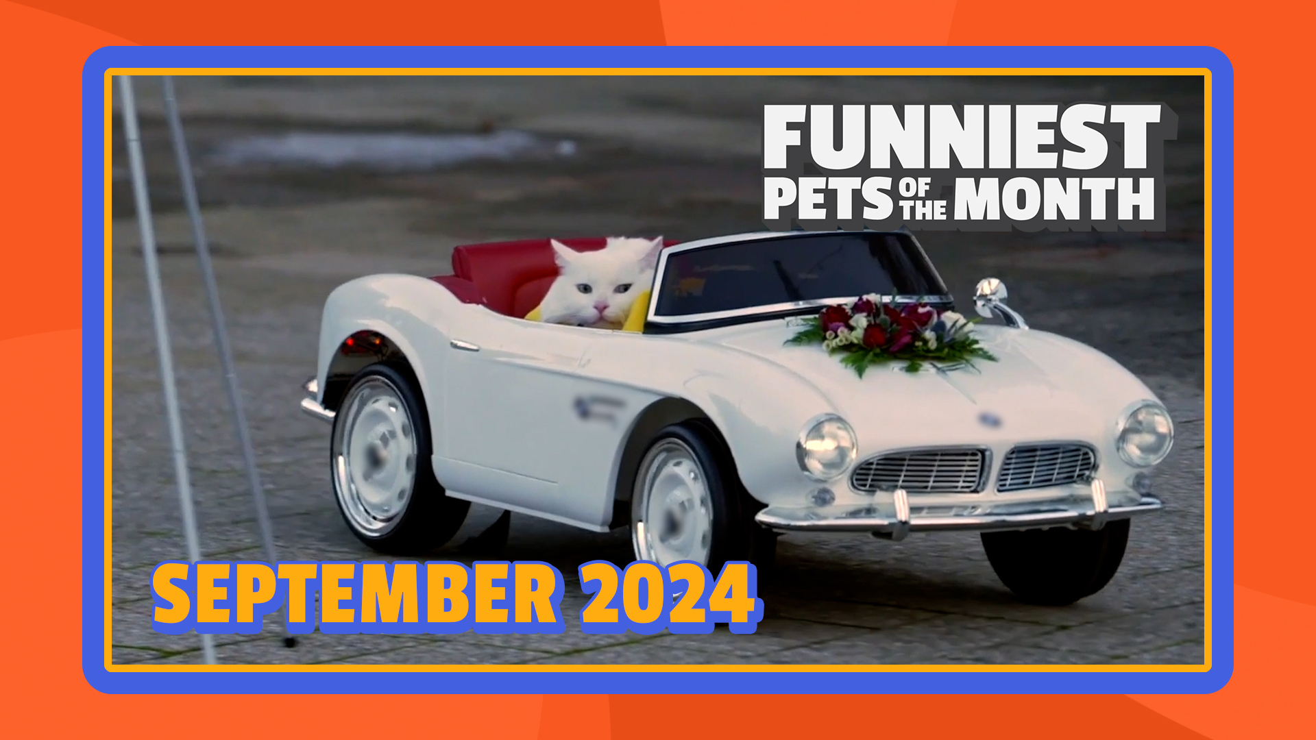 Funniest Pets of the Month