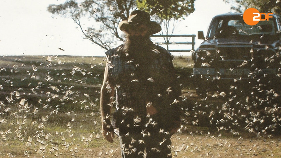 Rückkehr der Plagen