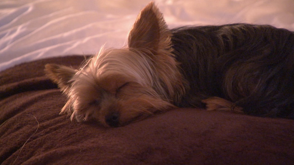 El encantador de perros