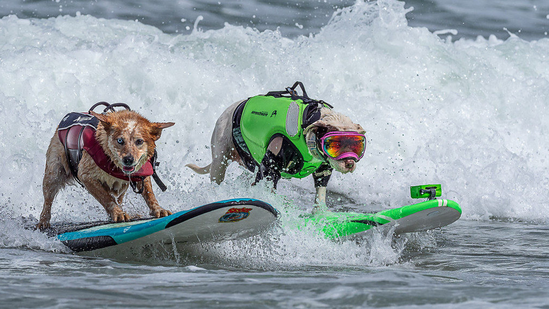 World Dog Surfing Championship